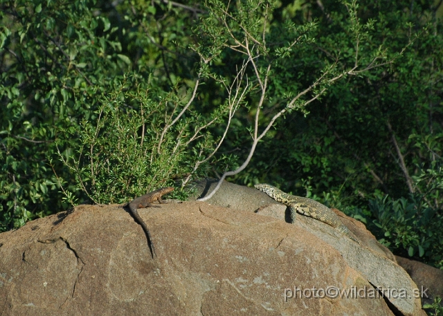 puku rsa 188.jpg - Giant Plated Lizzard (Gerrhosaurus validus) and Nile Monitor (Varanus niloticus)